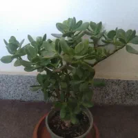 گل آپارتمانی|گل و گیاه طبیعی|رشت, رشتیان|دیوار