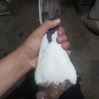 کفتر سینه ای پاک