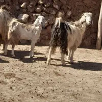 بز و بزغاله