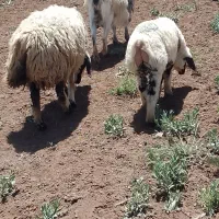 دام