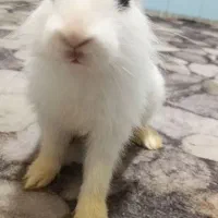 خرگوش ملوس
