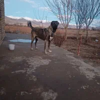 سگ سرابی یک ساله دزدیده شده