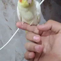 عروس هلندی لوتینو