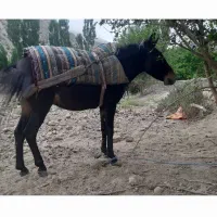 غاتر|حیوانات مزرعه|شیروان (خراسان), |دیوار