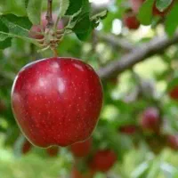 ارائه و تولید نهال سیب قرمز مراغه|خدمات باغبانی و درختکاری|خلخال, |دیوار