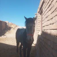 مادیان  دوساله  ( نوزین)