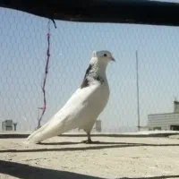 کبوتر پلاکی و پرشی|پرنده|هشتگرد, گلسار|دیوار