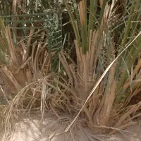 پاجوش جونگ درخت