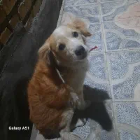 گمشده