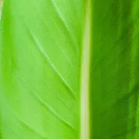 گل پرنده بهشتی یوکا کاکتوس صخره ای