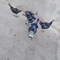 بوقلمون فروش|حیوانات مزرعه|هامون, |دیوار