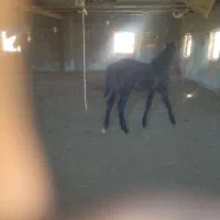 کره اسب فروشی