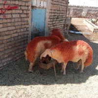 گوسفندقوچ درجه یک