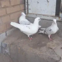 کبوتر دو کت اصلاح نژاد شده از بهترین نسل|پرنده|بافق, |دیوار