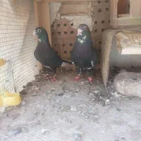 پلنگ جفتی وجوجه
