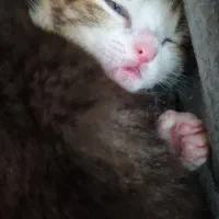 واگذاری رایگان