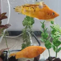 ماهی مولی جفت مولد