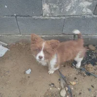 این سگ دزدیده شده