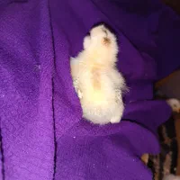 بوقلمون محلی واکسن زده وتمیز، جوجه محلی اصل|حیوانات مزرعه|یاسوج, |دیوار