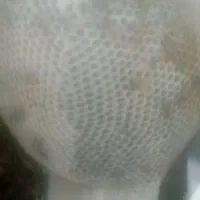عسل کورک