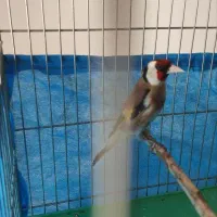 سهره قناری فنج