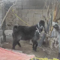 کهره نر