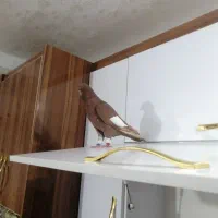 کفتر هر دو نر