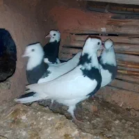 طوق|پرنده|زاگرس, |دیوار