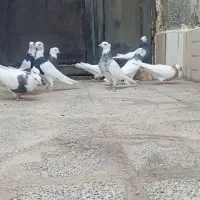 طوقی همه رنگ