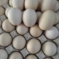 تخم‌مرغ و نان محلی