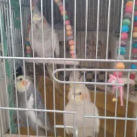 فروش عروس هلندی|پرنده|فولادشهر, مسکن مهر فولادشهر|دیوار