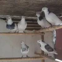 جوجه کفتر دولابی