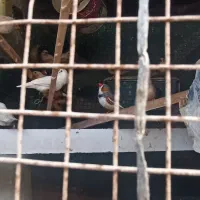 فنج لپ طلایی و سفید خوشگل