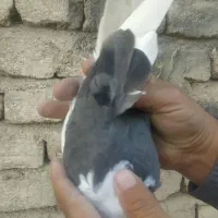 کفتر گرفتنی 6عدد|پرنده|صباشهر, |دیوار