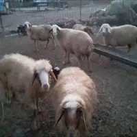 فروش 6راس میش وبره جفتی 33میلیون