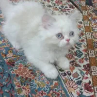 گربه پرشین خوشکل چش ابی|گربه|اسفراین, |دیوار