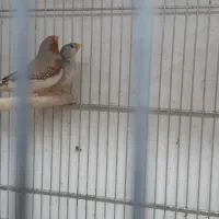 فنچ هاف اورنج اروپایی|پرنده|قم, زنبیل آباد|دیوار