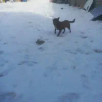 پاکوتاه|سگ|بناب, |دیوار