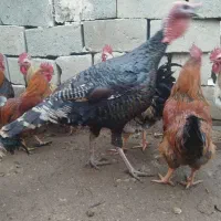 خروس وبوقلمون محلی|حیوانات مزرعه|لیلان, |دیوار