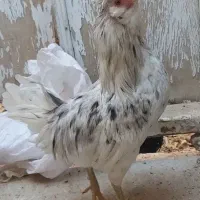 خروس گلین|حیوانات مزرعه|یزد, |دیوار