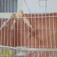 یک جفت قناری رسمی