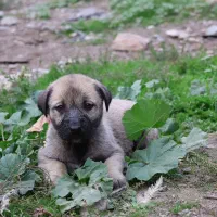 واگذاری توله سگ|سگ|گرگان, |دیوار