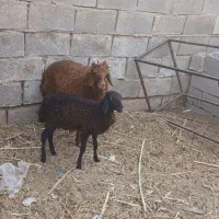 دوگوسفند ماده