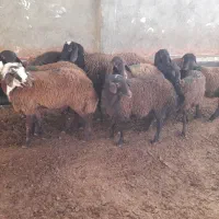 ۱۰ راس کاوور افشاری