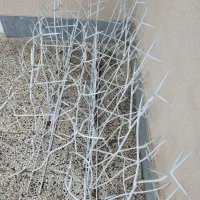 شاخ گوزنی|عمده‌فروشی|شوسف, |دیوار