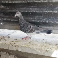 سینه..کله..طوقی