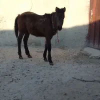 اسب|اسب و تجهیزات اسب‌سواری|قوچان, |دیوار