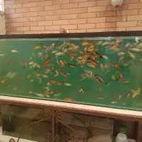 ماهی کوی سوپر باله