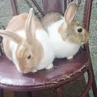 3 عدد خرگوش سه ماهه به صورت تکی و باهم فروخته میشه