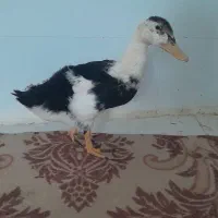 فروش یک عدد اردک